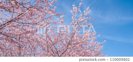 「埼玉縣」見沼稻田，櫻花盛開，映襯藍天 110009802