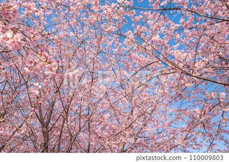 “Saitama Prefecture” Minuma rice fields with cherry blossoms in full bloom shining against the blue sky “Saitama Prefecture” Minuma rice fields with cherry blossoms in full bloom shining against the blue sky 110009803