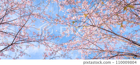 「埼玉縣」見沼稻田,櫻花盛開,映襯藍天 「埼玉縣」見沼稻田,櫻花盛開,映襯藍天 110009804