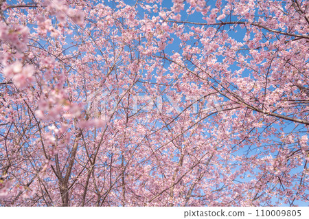 “Saitama Prefecture” Minuma rice fields with cherry blossoms in full bloom shining against the blue sky 110009805