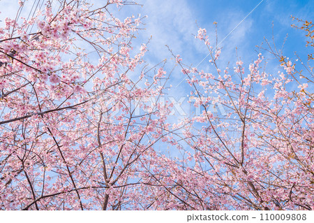 「埼玉縣」見沼稻田,櫻花盛開,映襯藍天 「埼玉縣」見沼稻田,櫻花盛開,映襯藍天 110009808