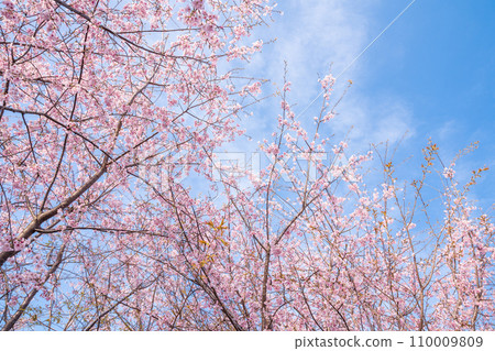 「埼玉縣」見沼稻田,櫻花盛開,映襯藍天 「埼玉縣」見沼稻田,櫻花盛開,映襯藍天 110009809
