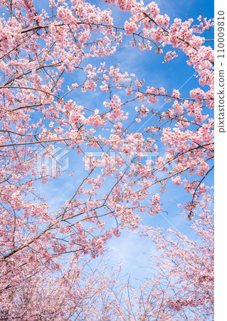 “Saitama Prefecture” Minuma rice fields with cherry blossoms in full bloom shining against the blue sky 110009810