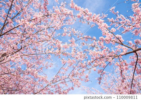 「埼玉縣」見沼稻田，櫻花盛開，映襯藍天 110009811