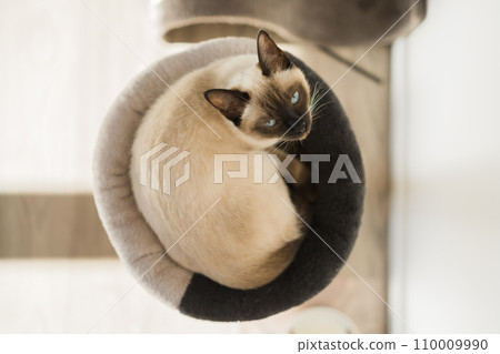 Portrait of elegant beige Siamese cat lying with blue eyes. Pet sits comfortably. Sleek well-groomed thoroughbred brown cat. Top view copy space 110009990