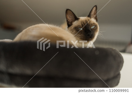 Portrait of elegant beige Siamese cat lying with blue eyes. Pet sits comfortably. Sleek well-groomed thoroughbred brown cat. Portrait of elegant beige Siamese cat lying with blue eyes. Pet sits comfortably. Sleek well-groomed thoroughbred brown cat. 110009991