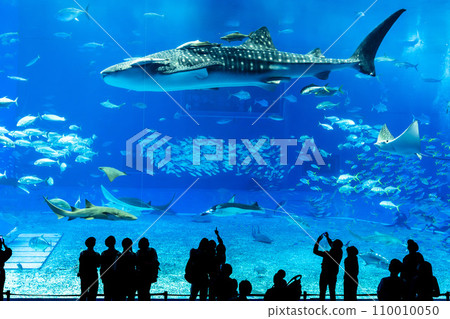 Aquarium scenery Okinawa Churaumi Aquarium Kuroshio Sea Motobu Town, Okinawa Prefecture 110010050