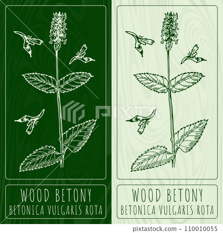 Vector drawings COMMON HEDGENETTLE. Hand drawn illustration. Latin name BETONICA OFFICINALIS L. Vector drawings COMMON HEDGENETTLE. Hand drawn illustration. Latin name BETONICA OFFICINALIS L. 110010055