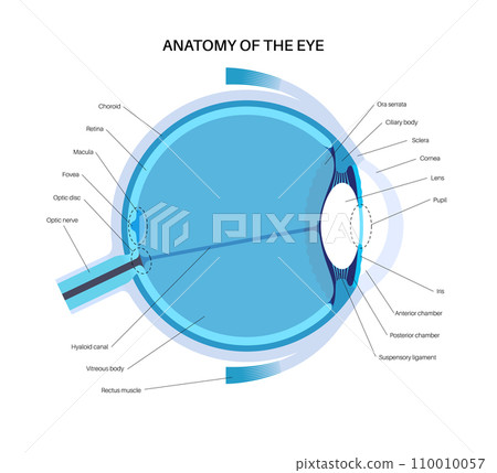 Eye anatomy poster Eye anatomy poster 110010057