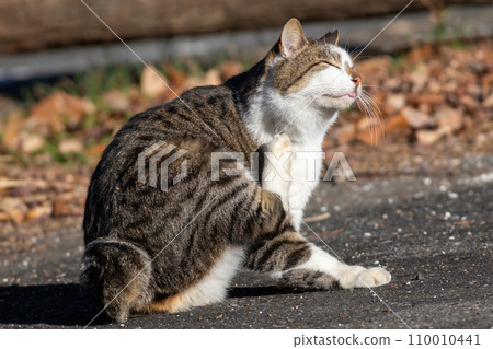 Hidamari沒有貓 110010441