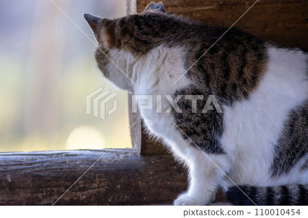 日落時公園裡的貓 110010454