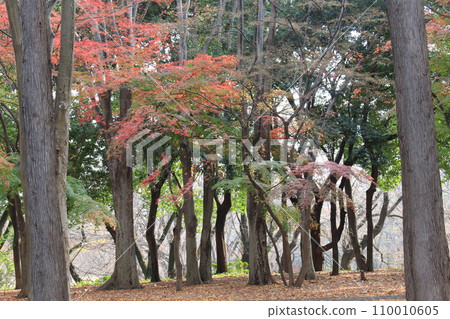 I walked in Kinuta Park I walked in Kinuta Park 110010605
