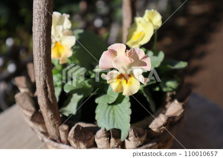 由種子長出的褶邊三色堇 由種子長出的褶邊三色堇 110010657