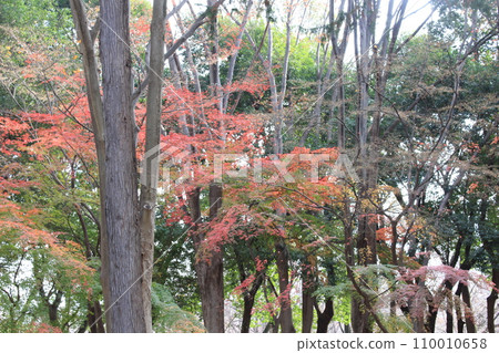 我在衣田公園散步 110010658