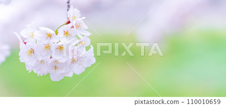 在盛開的櫻花在綠色背景發光 110010659