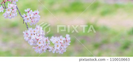 在盛開的櫻花在綠色背景發光 110010663