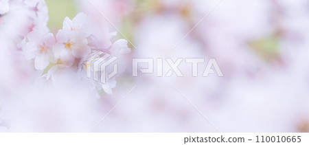 在盛開的櫻花在綠色背景發光 110010665