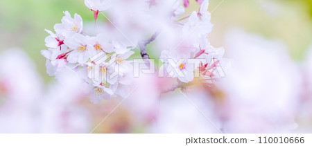 在盛開的櫻花在綠色背景發光 110010666