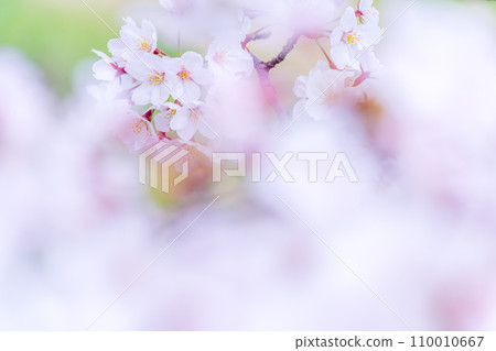 在盛開的櫻花在綠色背景發光 110010667