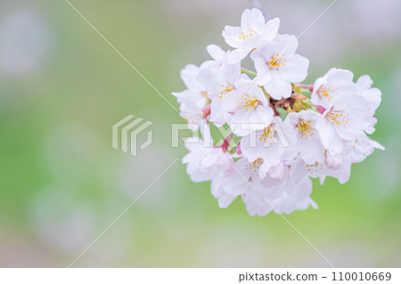 在盛開的櫻花在綠色背景發光 110010669