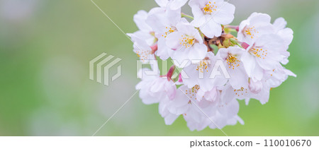 在盛開的櫻花在綠色背景發光 110010670