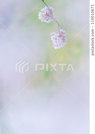 Cherry blossoms in full bloom shine on a green background 110010671
