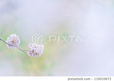 Cherry blossoms in full bloom shine on a green background Cherry blossoms in full bloom shine on a green background 110010672