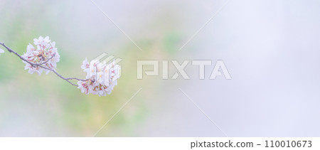 在盛開的櫻花在綠色背景發光 110010673