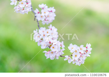 在盛開的櫻花在綠色背景發光 110010676