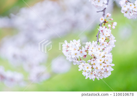 在盛開的櫻花在綠色背景發光 110010678