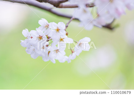 在盛開的櫻花在綠色背景發光 110010679