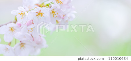 在盛開的櫻花在綠色背景發光 110010684