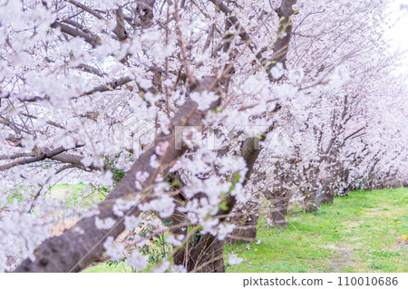 在盛開的櫻花在綠色背景發光 110010686