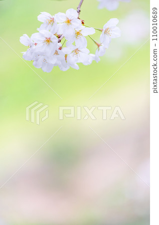 在盛開的櫻花在綠色背景發光 110010689