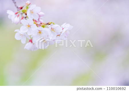 在盛開的櫻花在綠色背景發光 110010692