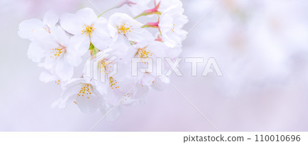 在盛開的櫻花在綠色背景發光 110010696