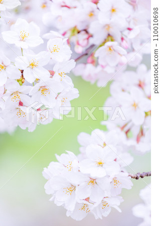 在盛開的櫻花在綠色背景發光 110010698