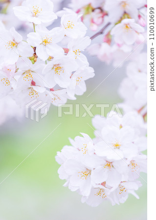 在盛開的櫻花在綠色背景發光 110010699