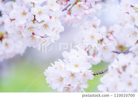 在盛開的櫻花在綠色背景發光 110010700