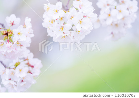 在盛開的櫻花在綠色背景發光 110010702