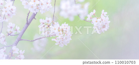 在盛開的櫻花在綠色背景發光 110010703