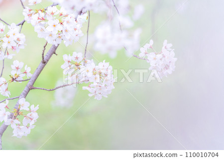 在盛開的櫻花在綠色背景發光 110010704