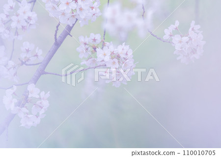 在盛開的櫻花在綠色背景發光 在盛開的櫻花在綠色背景發光 110010705