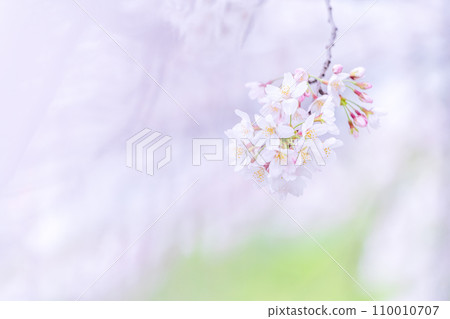 在盛開的櫻花在綠色背景發光 110010707