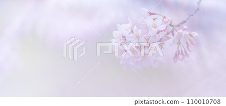 Cherry blossoms in full bloom shine on a green background 110010708