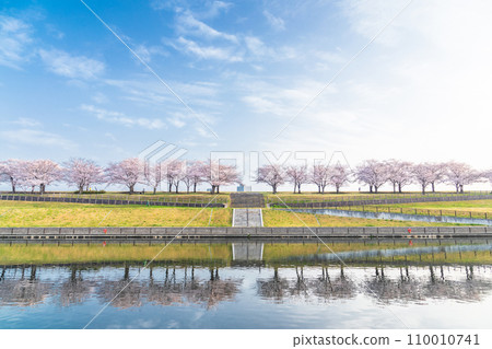 “東京”荒川赤羽櫻月 一排櫻花樹在綠地中 110010741