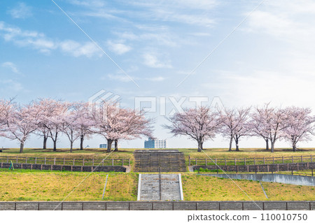 "Tokyo" Arakawa Akabane Sakuratsutsumi A row of cherry blossom trees in the green area 110010750