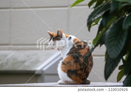 Yawning cats yawning Yawning cats yawning 110010926