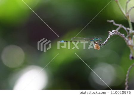 豆娘棲息在水美人蕉花後 110010976