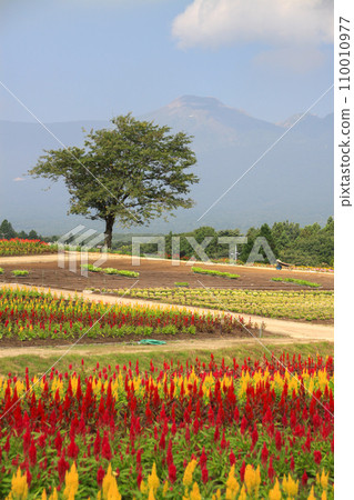 Nasu Flower World 110010977